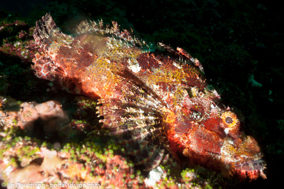BD-151230-Malapasqua-1523-Scorpaenodes-albaiensis-(Evermann---Seale.-1907)-[Longfingered-scorpionfish].jpg